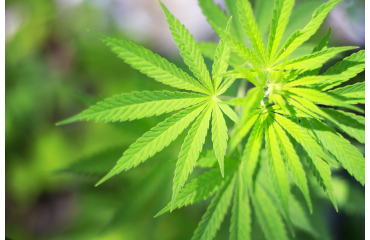 What is CAT3 cannabis standard