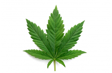 Legalized Cannabis Countries In The World