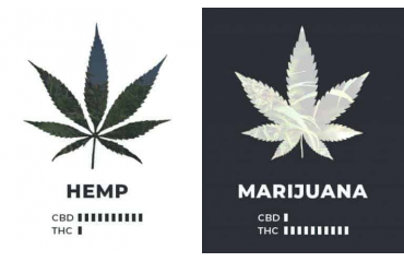 Hemp VS Cannabis 