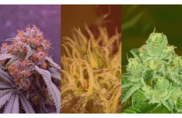 Sativa VS Indica VS Hybrid